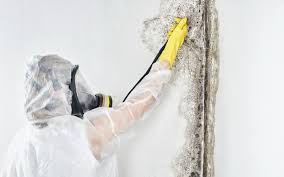 Mold Remediation for Vacation Homes in Jennings, LA